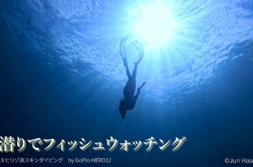 素潜りでフィッシュウォッチング 2024.9.9 ヒリゾ浜スキンダイビング
