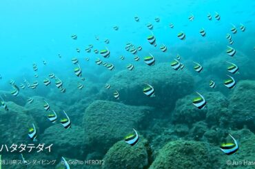 素潜りでフィッシュウォッチング 2024.8.28 川奈スキンダイビング