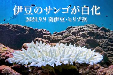 伊豆のサンゴが白化 2024.9.9 南伊豆・ヒリゾ浜