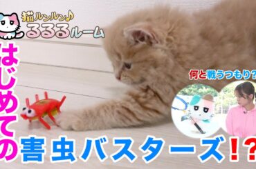 かわいい子猫大集合！ドキドキはじめて体験に大爆笑 猫ルンルン♪るるるルーム るるる 紺野彩夏【公式】