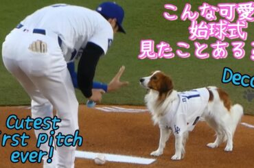 デコピン始球式とか！可愛すぎる！！！🐶FIRST PITCH BY 'DECOY'!