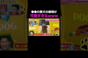 飼い主に威嚇!?激カワわんちゃん♡ ｜#ななにー #稲垣吾郎 #草彅剛 #香取慎吾