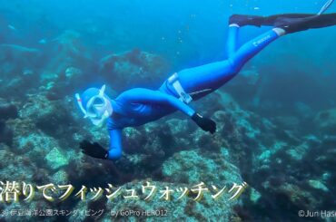 素潜りでフィッシュウォッチング 2024 6,30 伊豆海洋公園 by GoPro HERO12