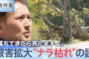 「あんなの落ちてきたら死にますよ」 突然の倒木で人命が奪われることも… 首都圏で急増中の“ナラ枯れ”　対策は？（2023年7月29日放送）【報道特集】