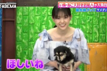 おすすめ最先端ペットグッズを紹介！｜『ななにー 地下ABEMA』毎週日曜よる8時〜ABEMAで無料放送中 #ななにー #稲垣吾郎 #草彅剛 #香取慎吾