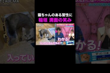 稲垣吾郎 猫ちゃんにメロメロ❤️ ｜#ななにー #稲垣吾郎 #草彅剛 #香取慎吾