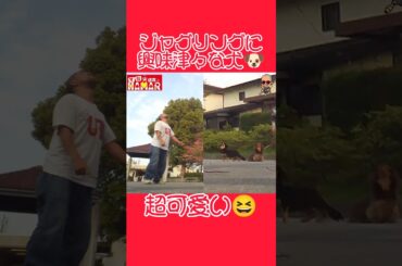 ジャグリングに興味津々な犬