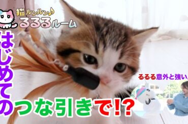 かわいい子猫大集合！ドキドキはじめて体験に大爆笑 猫ルンルン♪るるるルーム るるる 紺野彩夏【公式】