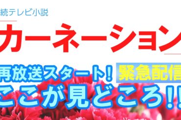 【緊急企画】朝ドラの最高峰『カーネーション』再放送スタート！その見どころとは？！