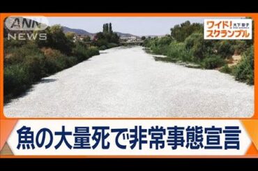 川や海を埋め尽くす魚の死骸…ギリシャの港町で異変　近隣の飲食店は壊滅的な被害【ワイド！スクランブル】(2024年9月4日)
