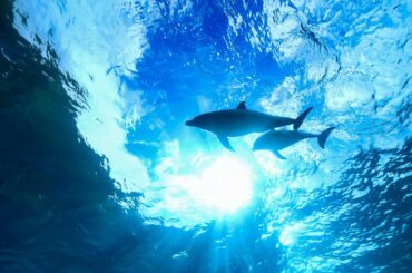 御蔵島でイルカと泳ぐ October 3-5, 2024