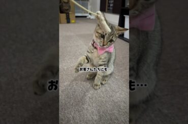 ポポちゃんの日常。#保護猫