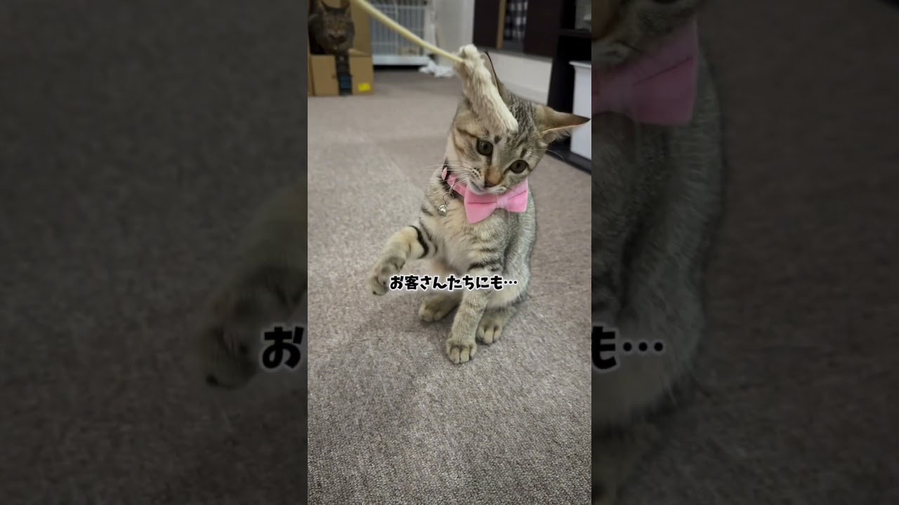 ポポちゃんの日常。#保護猫