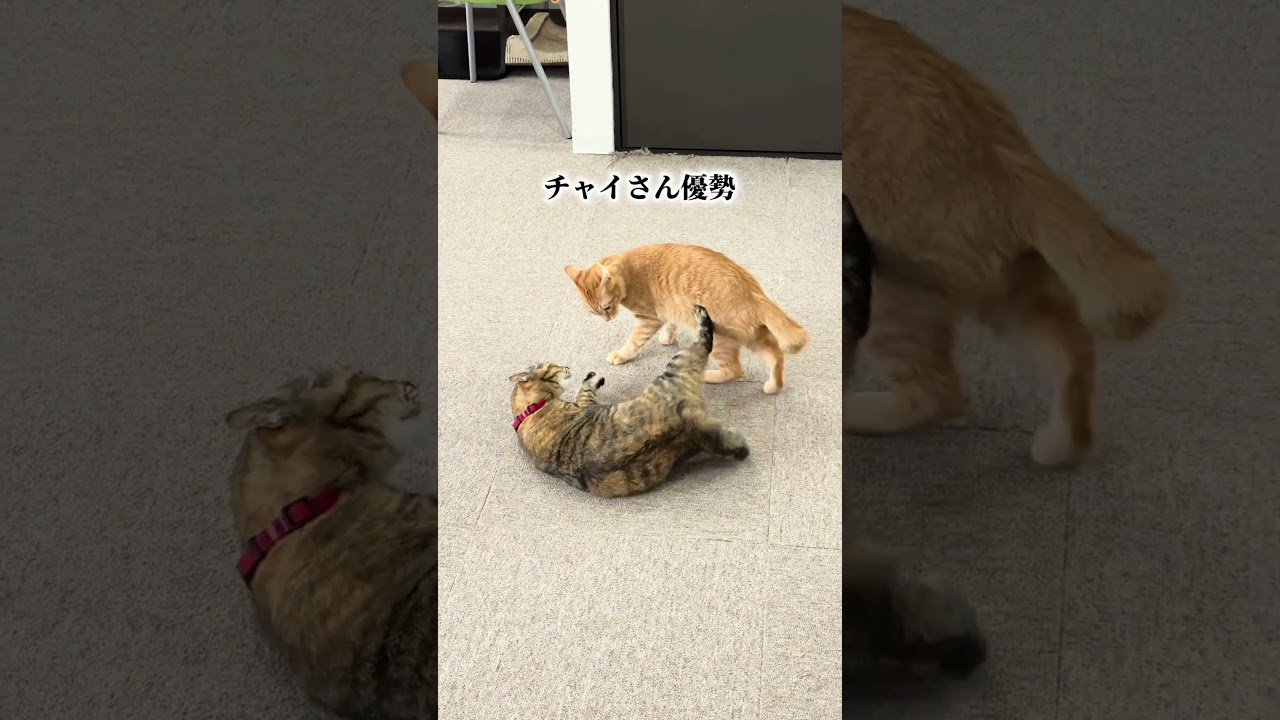 チャイさんの暮らし㊾。# 保護猫