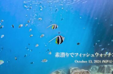 素潜りでフィッシュウォッチング  October 13, 2024 西伊豆・井田