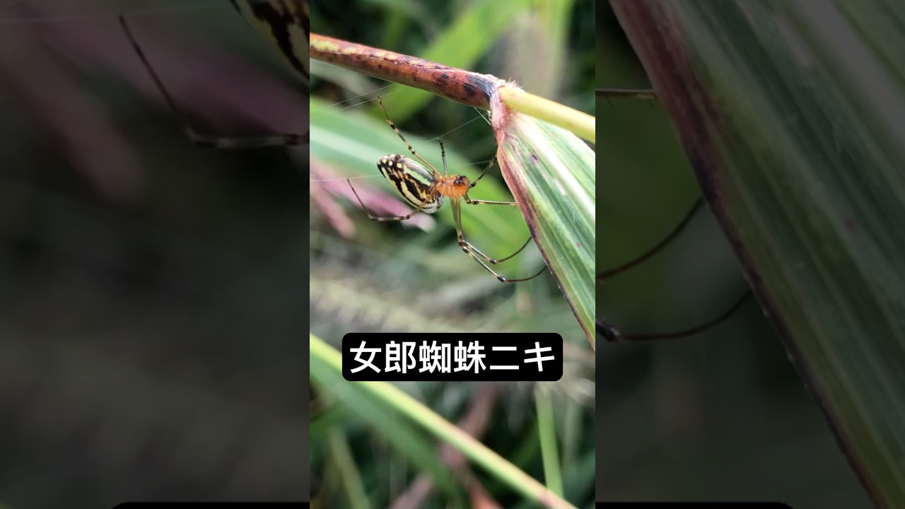 女郎蜘蛛ニキ#ショート #ショート動画 #くも #生物 #ひろゆき #てんちむ #成田悠輔切り抜き #ショートショート #ニキビケア