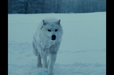 &TEAM「Feel the Pulse」(連続ドラマW「ゴールデンカムイ」映像)