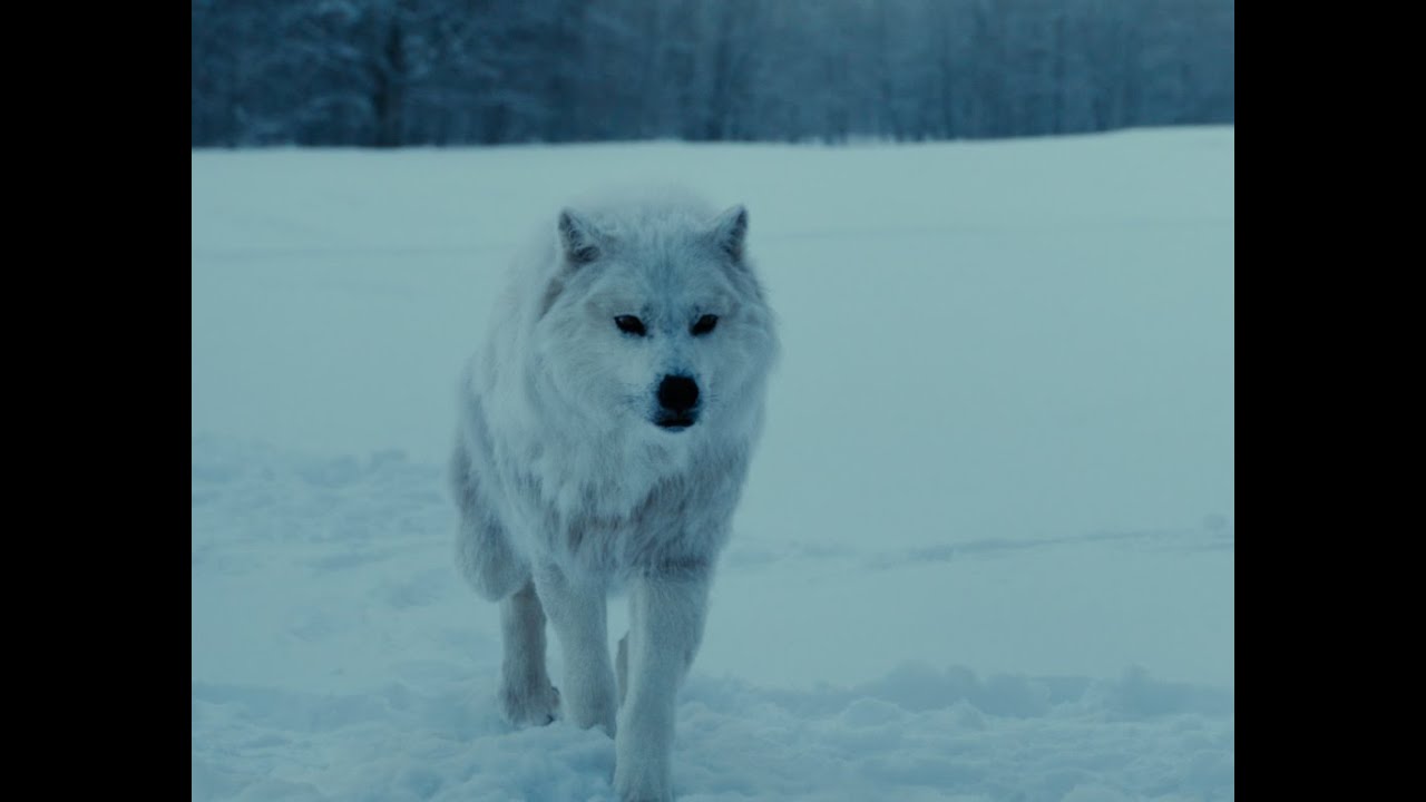 &TEAM「Feel the Pulse」(連続ドラマW「ゴールデンカムイ」映像) &TEAM「Feel the Pulse」(連続ドラマW「ゴールデンカムイ」映像)