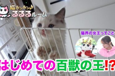 かわいい子猫大集合！ドキドキはじめて体験に大爆笑 猫ルンルン♪るるるルーム るるる 紺野彩夏【公式】