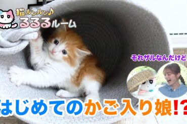 かわいい子猫大集合！ドキドキはじめて体験に大爆笑 猫ルンルン♪るるるルーム るるる 紺野彩夏【公式】