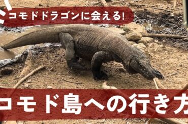 夢のコモド島へ安く行く方法🦖費用｜ホテル｜ツアーと危険性
