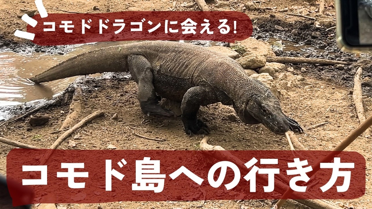 夢のコモド島へ安く行く方法🦖費用|ホテル|ツアーと危険性 夢のコモド島へ安く行く方法🦖費用|ホテル|ツアーと危険性