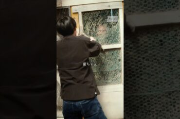 鬼畜男に小屋で飼われている祖父母を助ける | SWIPEDRAMA | #スワドラ