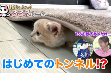 かわいい子猫大集合！ドキドキはじめて体験に大爆笑 猫ルンルン♪るるるルーム るるる 紺野彩夏【公式】