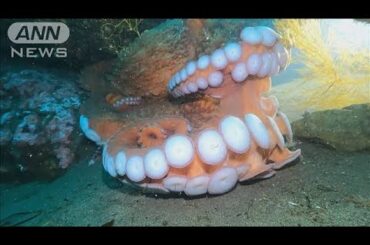 「あまりの大きさに恐怖感じた」“世界一大きいタコ”撮影に成功【スーパーJチャンネル】(2024年6月13日)