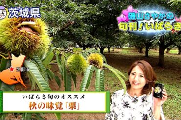 磯山さやか : 旬刊！いばらき・茨城の栗 (201309)