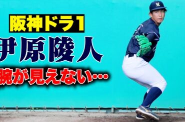 阪神ドラ１・伊原陵人…出どころが見えない究極のフォーム！