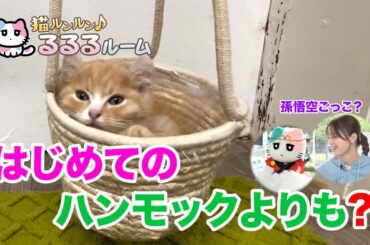 かわいい子猫大集合！ドキドキはじめて体験に大爆笑 猫ルンルン♪るるるルーム るるる 紺野彩夏【公式】