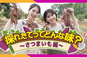 採れたてってどんな味？〜さつまいも編〜  #焼き芋  #旬の食材