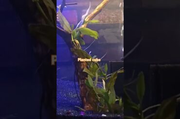 Dream cube  aquarium #aquarium #fishing #fish #goldfish #galif