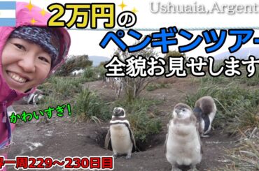 【世界一周Vlog#147】たっぷり見せます！ペンギンツアー✨可愛すぎて悶絶します（笑）