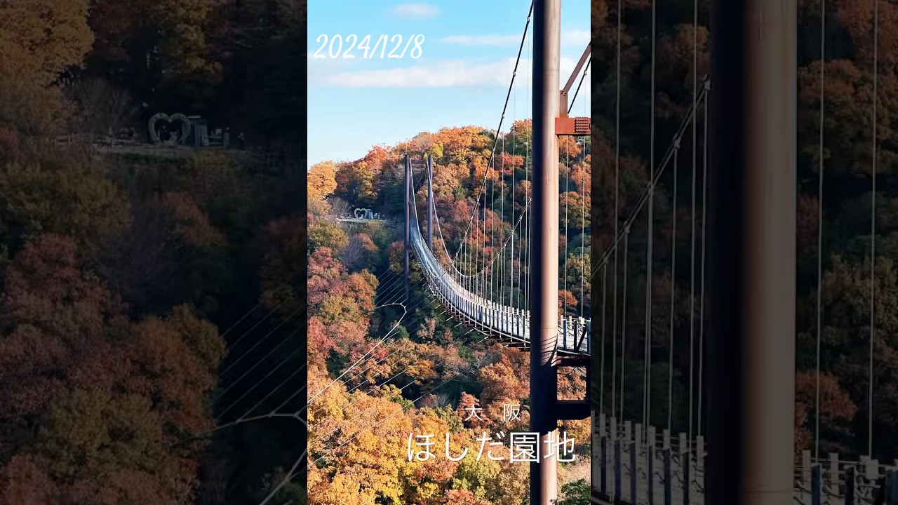 2024/12/8 大阪交野市　#ほしだ園地#大阪絶景スポット#星のブランコ#紅葉🍁2024#アメリカンコッカースパニエル