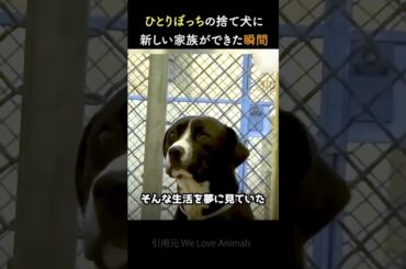 独りぼっちの捨て犬に新しい家族ができた瞬間