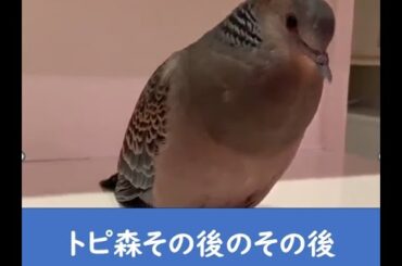 トピックの森その後のその後