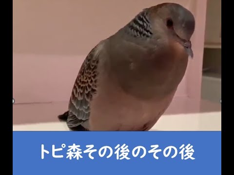 トピックの森その後のその後