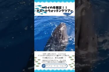 ✨ハワイでクジラに会いに行くツアー🐋ワイキキホエールウォッチング✨12月から3月限定！✨