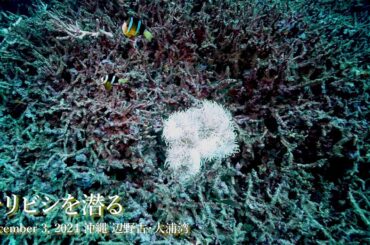 チリビシを潜る December 3, 2024 沖縄 辺野古・大浦湾