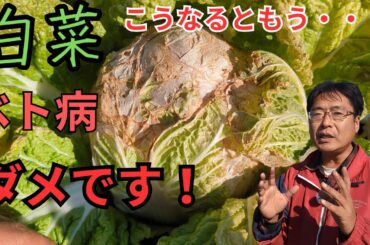 裏技！？「病気になっら白菜も商品になる」三和農園が2年かけて完成した秘策（2024.12.13）