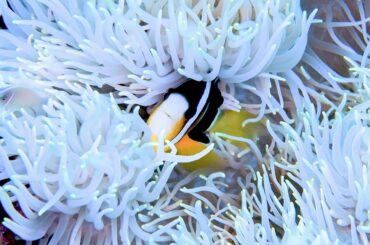 白化したイソギンチャクとクマノミ 2024 12 3 辺野古・大浦湾「チリビシ」