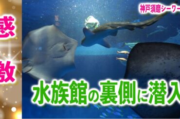 水族館バックヤードツアー【神戸須磨シーワールド】裏側を取材♪