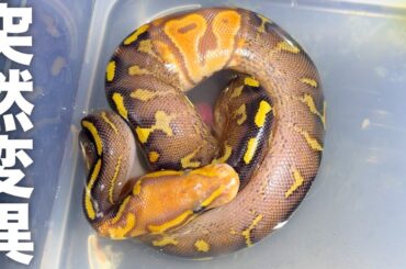 卵から孵化した蛇が驚愕の突然変異種でした