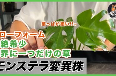 【モンステラ】世界に一つだけの草、変異株(ミューテーション)の世界へようこそ。バールマルクスフレイムのようなナローリーフ【mutation】