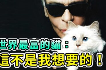繼承老佛爺14億的猫怎麼樣了？ 每天專人伺候，比人活得更滋潤？猫：這不是我想要的。【Boogie島】#卡爾拉格斐