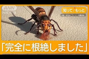 オオスズメバチ根絶を宣言「侵略的外来種」5年がかり　小型発信器で巣突き止め　米国【知ってもっと】【グッド！モーニング】(2024年12月26日)