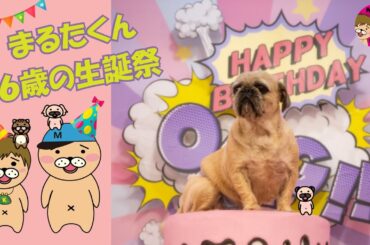 まるた氏が6歳になったので、もがみさんに貢いで貰う配信!【かずとみもがみ】 まるた氏が6歳になったので、もがみさんに貢いで貰う配信!【かずとみもがみ】