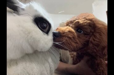 [生後5ヶ月]トイプードルをお迎えしました